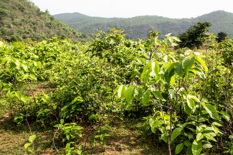 Greenery on bare hillslopes and surrounding barren lands - a result of watershed management under Jaya Devi's leadership